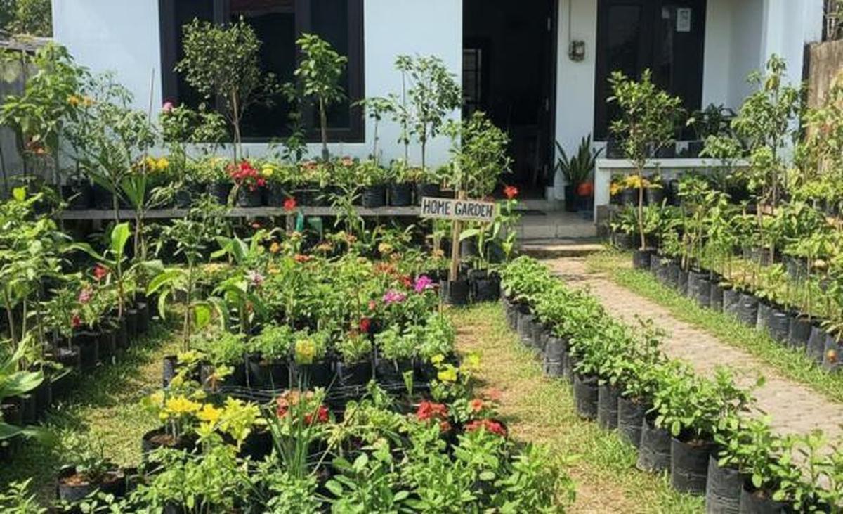 Cara Menanam Sayur untuk Rumah Kecil, 7 Media Murah yang Cepat Panen
