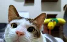 Sosok Bobby Kertanegara, Kucing Peliharaan Presiden Prabowo yang Banyak Dicari di Google