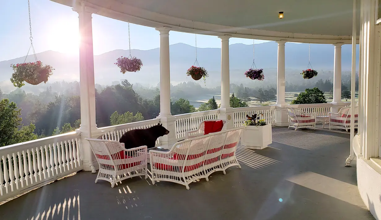 Seekor beruang hitam berjalan menyusuri beranda Omni Mount Washington Resort, New Hampshire, Amerika Serikat, Sabtu (29/7/2019). Menurut pegawai hotel, Sam Geesaman, beruang itu akhirnya pergi menuju hutan setelah dirinya mengeluarkan suara. (Sam Geesaman/Omni Mount Washington Resort via AP)