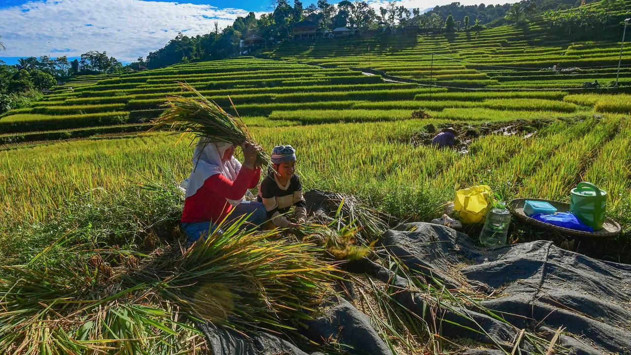 FOTO: Panen Padi di Terasering Cisalada
