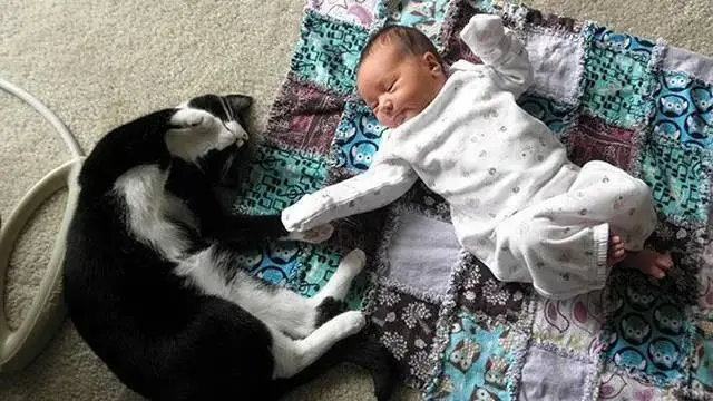 10 Momen Kocak Kucing Jadi Pengasuh Bayi Ini Bikin Tepuk Jidat