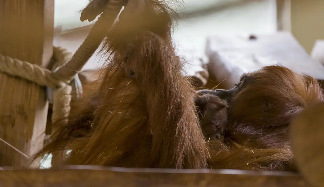 Bayi orangutan berada di pelukan induknya Putri, di kandang mereka di Kebun Binatang Amneville di Amneville, Prancis timur pada 28 Januari 2022. Sang induk, Putri, melahirkan enam tahun lalu setelah bayi terakhirnya, Tupai, lahir. (JEAN-CHRISTOPHE VERHAEGEN / AFP)