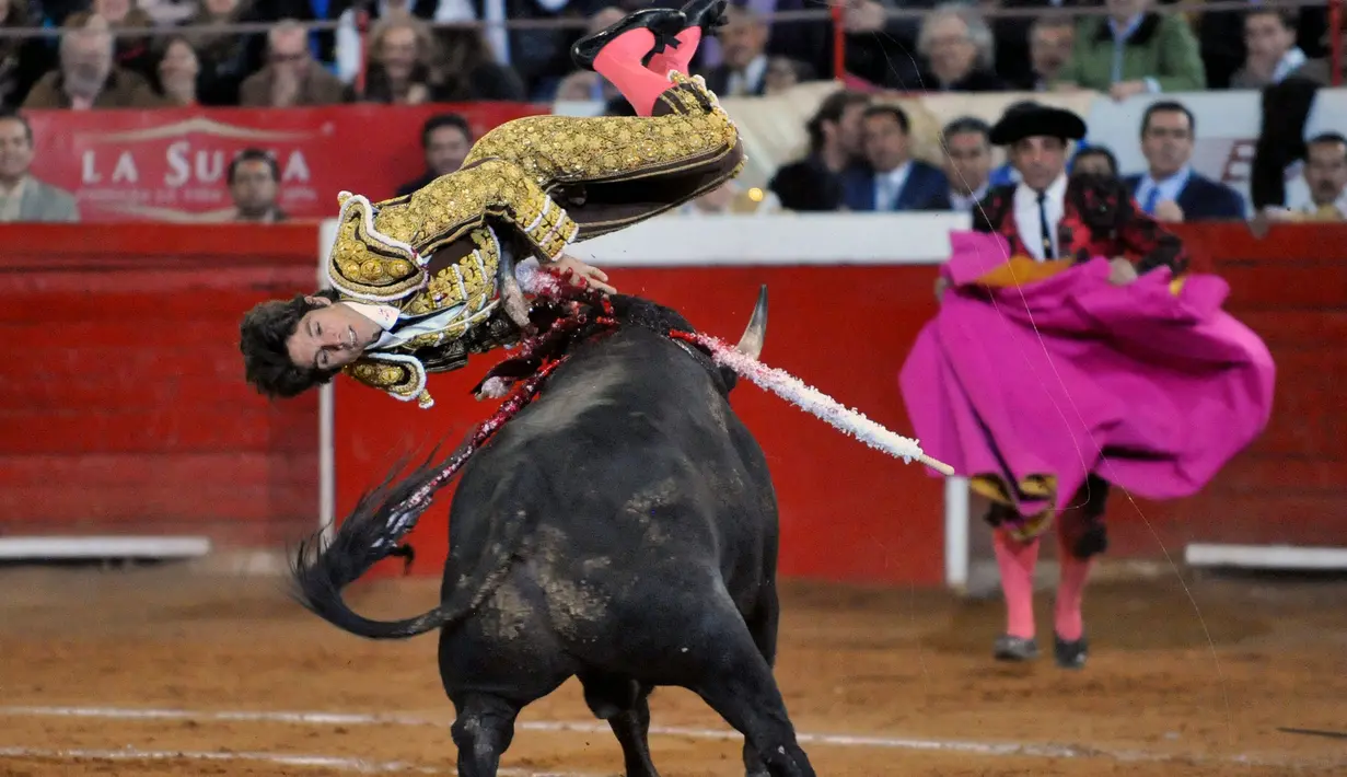 Matador asal Perancis, Sebastian Castella terkena tandukan banteng saat bertarung di HUT Monumental Plaza de Toros Mexico, di Mexico City (5/2). (AFP PHOTO / PHOTO AVG Plaza de Armas)