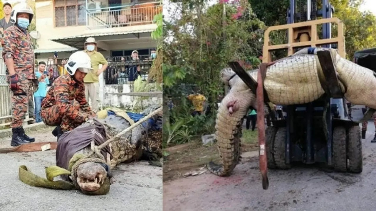 Viral Buaya 800 Kg Ditemukan di Selokan, Bikin Geger Warga