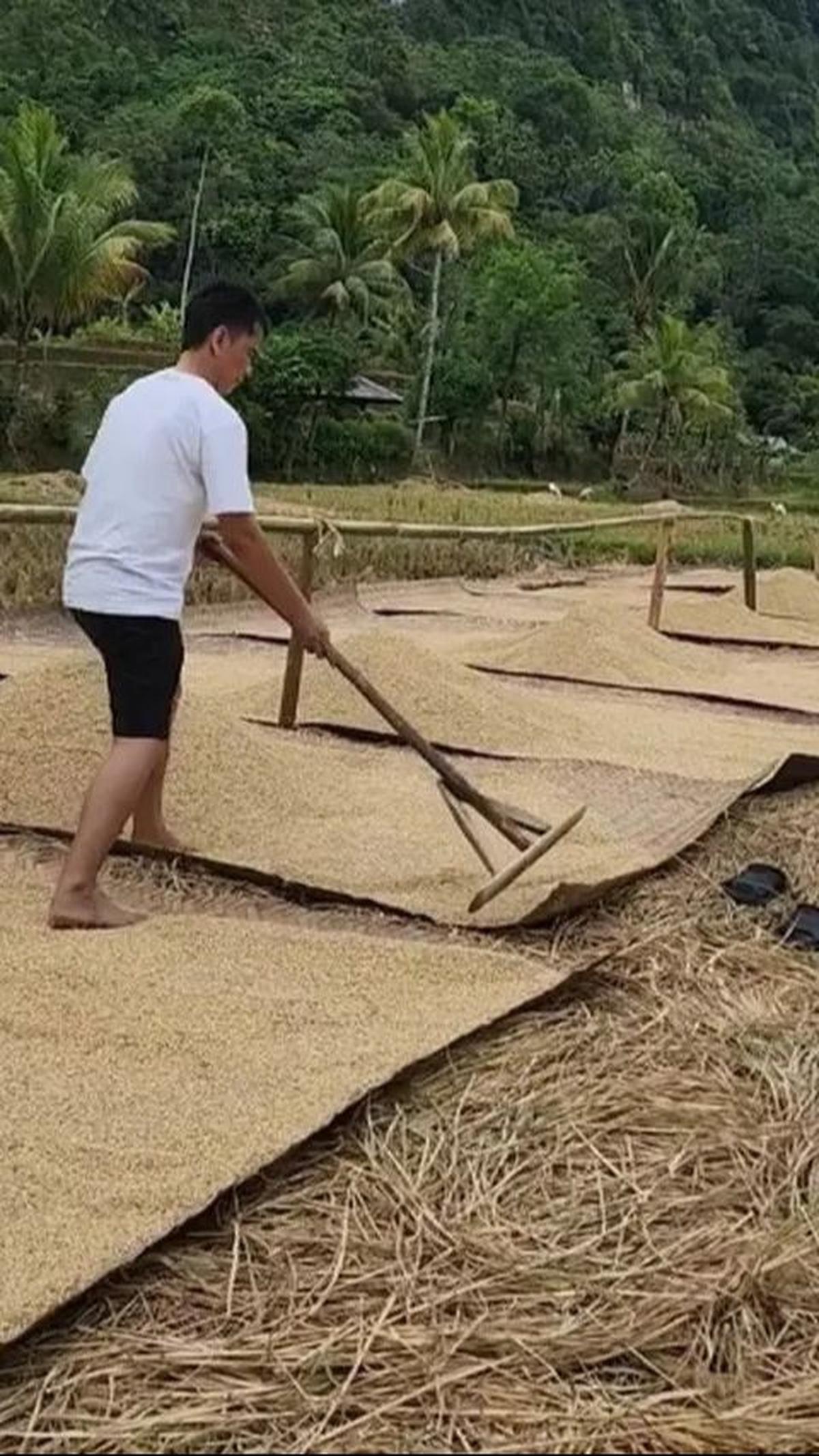 Dari proses penanaman hingga pemupukan, Endang tampak begitu menguasai rutinitas pertanian, sebuah kegiatan yang jauh dari kesan mewah atau modern.&nbsp;<br>