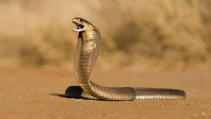 Ilustrasi makanan olahan ular kobra menjadi salah satu alternatif oleh-oleh antimainstream dan ekstrem dari Yogyakarta