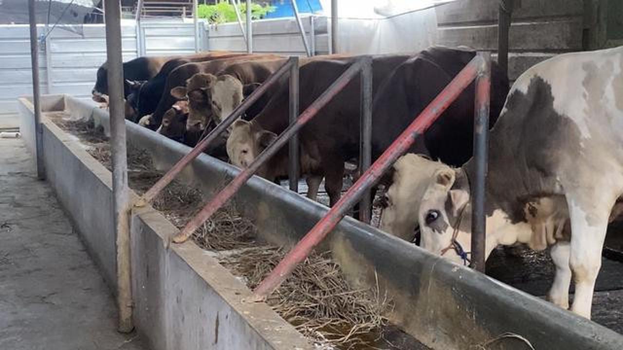 Harga Sapi dan Kambing Kurban Jelang Idul Adha 2026