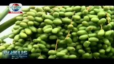 Tak hanya di Jazirah Arab, Pohon kurma ternyata bisa tumbuh subur dan berbuah di Indonesia. salah satunya di kebun wisata kurma Pasuruan, Jawa Timur.