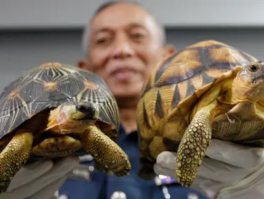 Wakil Direktur Bea Cukai Abdul Wahid Sulong menunjukkan dua kura-kura Madagaskar yang gagal diselundupkan di Sepang, Senin (15/5). Otoritas Malaysia menggagalkan penyelundupan 330 kura-kura langka yang terancam punah dari Madagaskar (AP Photo/Daniel Chan)