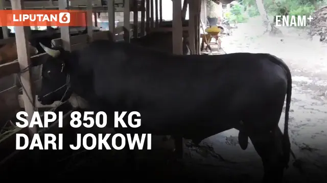 Jelang Idul Adha, Jokowi Beli Sapi Limosin 850 KG!