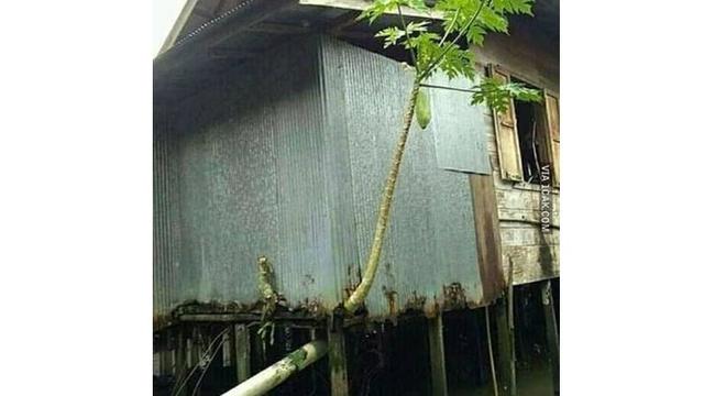6 Potret Tanaman Tumbuh di Tempat Tak Biasa Ini Nyeleneh Banget