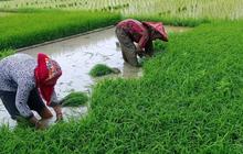 Pemkab Lebak Ajak Petani Tanam Padi Tahan Kekeringan Hadapi Kemarau 2026