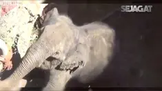 Masyarakat membantu anak gajah keluar dari sumur dengan membuatkan jalan keluar dari sumur menggunakan alat berat.