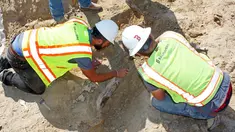 Peneliti menggali fosil dinosaurus triceratops yang ditemukan oleh pekerja konstruksi di Kota Thornton, Colorado, (28/08). Menurut Denver Museum of Nature and Science tiga tengkorak triceratops berusia 66 juta tahun. (Lisa Watson / via AP)