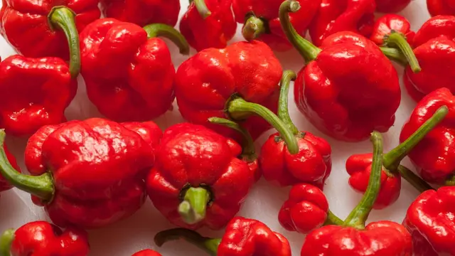 Trinidad Moruga Scorpion
