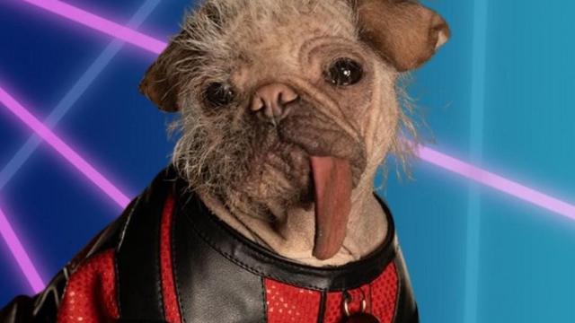 Dogpool. (Dok. dogpool)