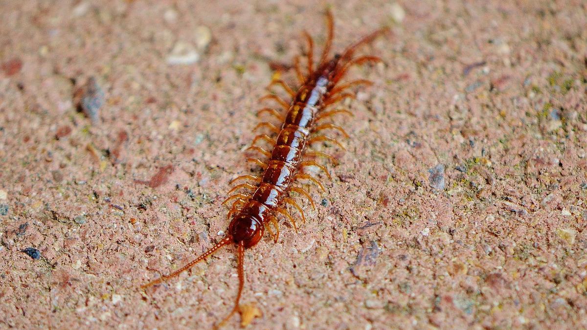 Garam atau Serbuk Kopi: Cara Mana Lebih Efektif Mengusir Lipan?