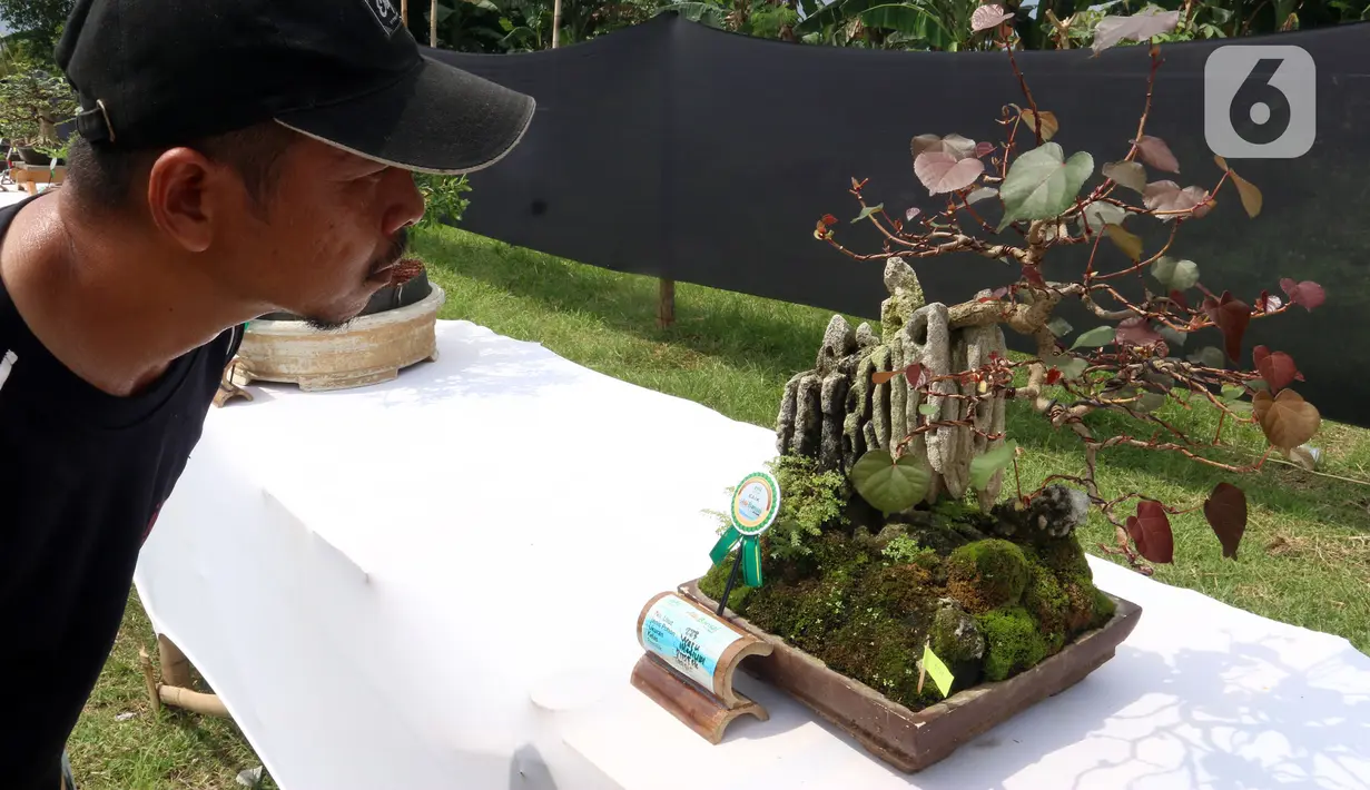 Pengunjung melihat tanaman bonsai saat pameran dan kontes di Lapangan Bola Chikal, Tapos, Depok, Jawa Barat, Minggu (4/12/2022). Pameran dan kontes tersebut terdiri dari dua kelas, yaitu kelas prospek dan kelas jadi. (merdeka.com/Arie Basuki)