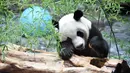 Panda raksasa Erxi memakan makanan di sebuah ruangan berpendingin udara di Jinan Wildlife World, Jinan, Shandong, China, Minggu (14/6/2020). Jinan Wildlife World menyiapkan ruangan berpendingin udara dan es batu untuk menjaga Erxi tetap merasa sejuk seiring terus meningkatnya suhu. (Xinhua/Wang Kai)