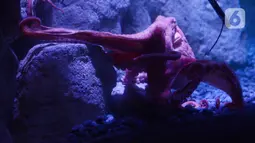 Giant Pacific Octopus saat dipamerkan di Jakarta Aquarium dan Safari, Jakarta, Rabu (27/1/2021). Gurita Raksasa Giant Pacific Octopus (Enteroctopus Dofleini) berasal dari perairan Pasifik Utara yang membentang dari California sampai ke Jepang dan Korea. (merdeka.com/Imam Buhori)