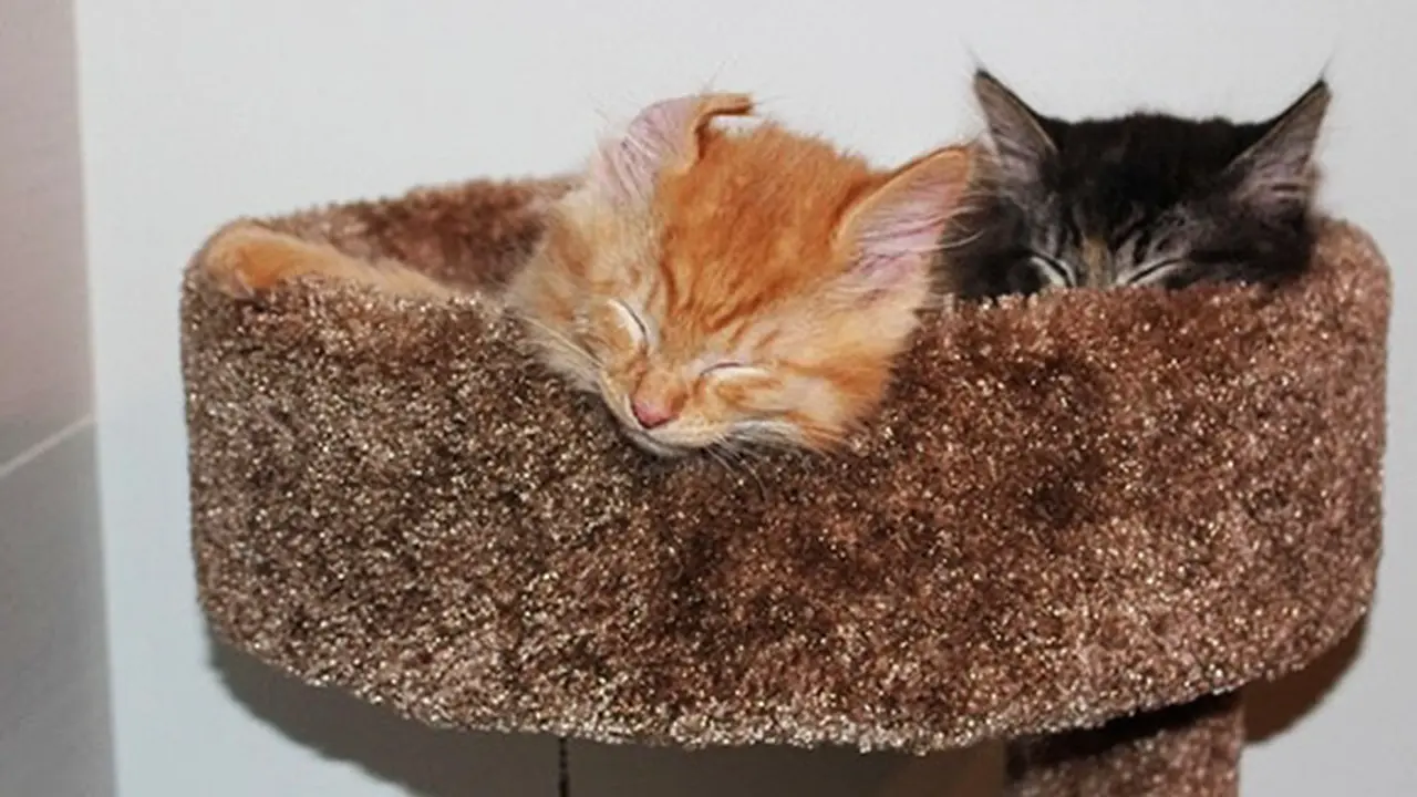 Photo: Copyright boredpanda.com