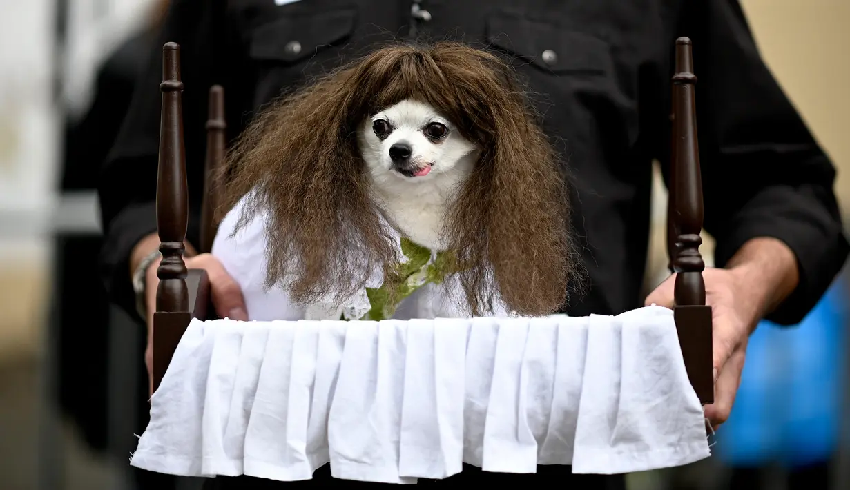 Seekor anjing mengenakan kostum ala Regan dalam film 'The Exorcist' menghadiri Tompkins Square Halloween Dog Parade di Manhattan, New York City, Amerika Serikat, Minggu (20/10/2019). (Johannes EISELE/AFP)