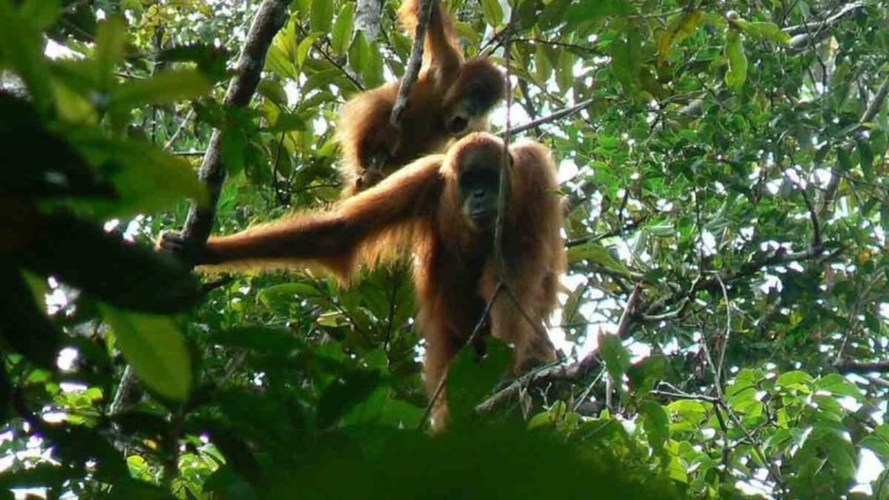 BKSDA Aceh Selamatkan Orang Utan Sumatra Terisolasi di Perkebunan Sawit