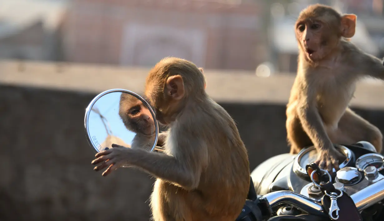 Seekor monyet bereaksi saat memandangi bayangan dirinya sendiri dari kaca spion sepeda motor milik pengunjung kuil di Jaipur, negara bagian Rajasthan, India, 16 Desember 2016. (AFP PHOTO/DOMINIQUE Faget)