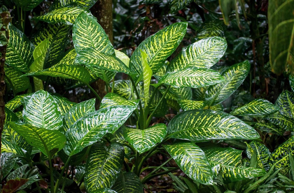 Ilustrasi Tanaman Aglaonema/Photo by David Clode on Unsplash
