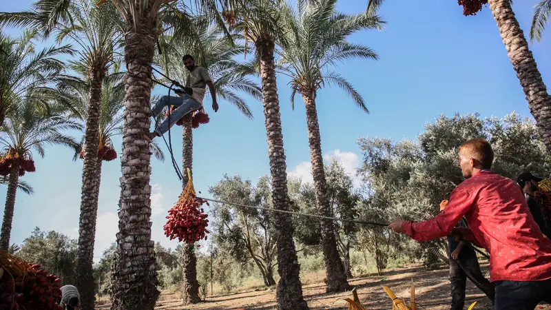 Menengok Petani Palestina Panen Buah Kurma