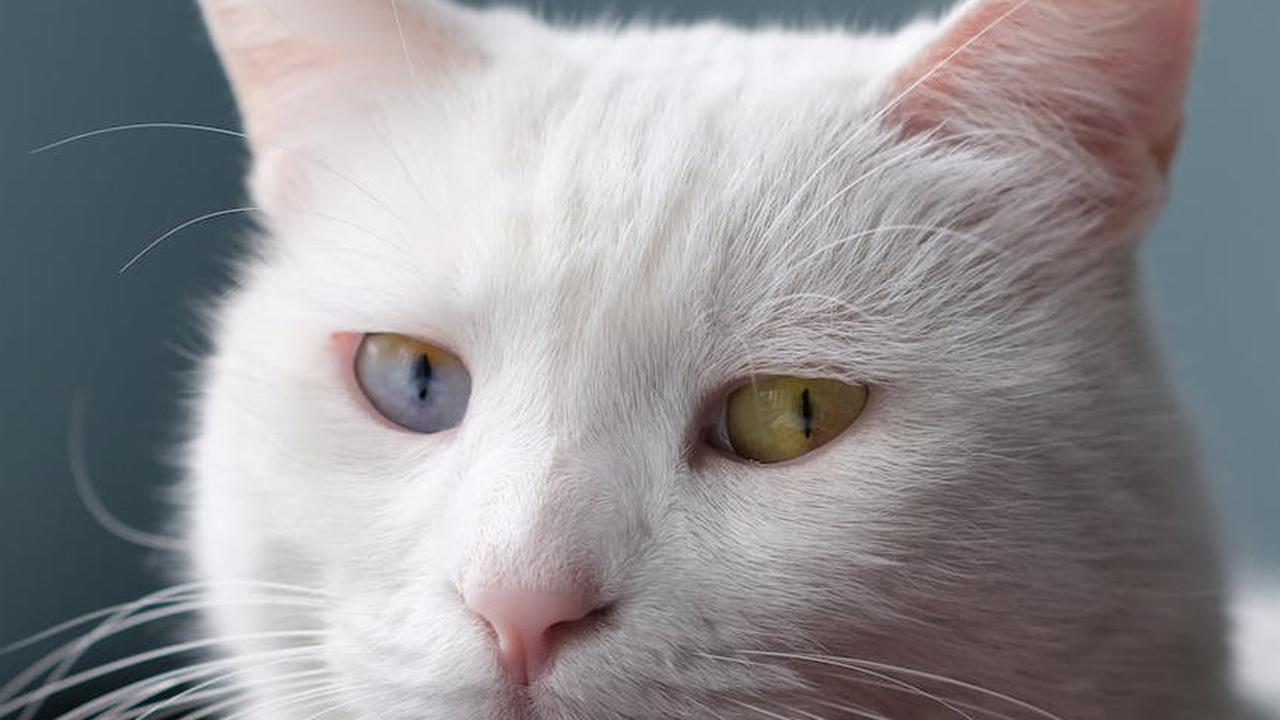 Dengan memahami manfaat sterilisasi dan memenuhi syarat-syaratnya, pemilik kucing dapat memberikan perawatan yang terbaik bagi hewan peliharaan mereka.