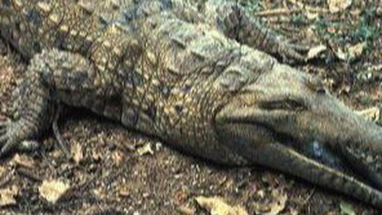 7 Reptil Terbesar di Dunia, Ada yang 6 Kali Ukuran Manusia