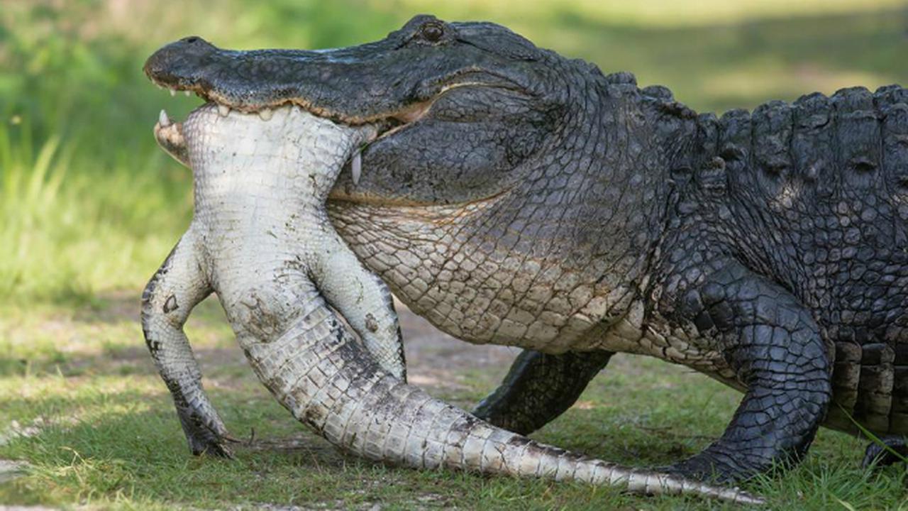 Astaga, Buaya Makan Buaya