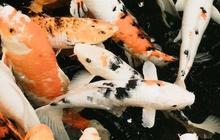 Apakah Ikan Mampu Melihat dalam Gelap? Ini Kata Ilmuwan