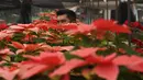 Bunga poinsettia dapat dilihat di rumah, gereja, jalan-jalan kota, dan di area publik Meksiko selama musim liburan Natal. (AP Photo/Marco Ugarte)