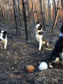 Tiga ekor anjing Border Collie pernah jadi penyelamat hutan Chile, intip kisah selengkapnya! (@summerbordercollie)