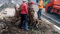 Pemkot Semarang Tanggap Tangani Dampak Hujan Angin, 86 Pohon Tumbang Berhasil Dievakuasi dalam Semalam
