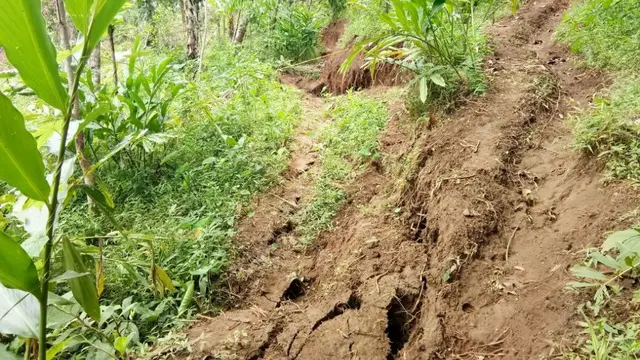 Gerakan tanah menyebabkan 12 rumah rusak di Cijati, Cilacap. 6 keluarga diungsikan. (Foto: Liputan6.com/Eko Rusdiyanto/Muhamad Ridlo)