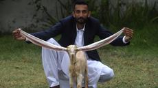 Peternak, Mohammad Hassan Narejo, memperlihatkan telinga panjang anak kambing Simba, di Karachi, Pakisan pada 6 Juli 2022. Anak kambing berkulit kuning kecoklatan itu telah menarik ribuan pengikut di YouTube dan saluran lainnya sejak ia lahir di Karachi, pada 4 Juni. (Asif HASSAN / AFP)