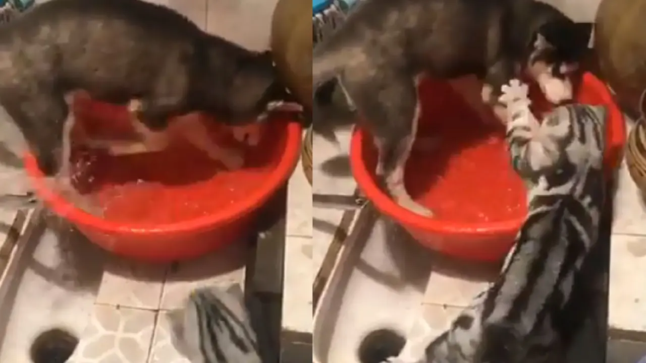 Viral, Aksi Kucing Memarahi Anjing Ini Bikin Warganet Terhibur.