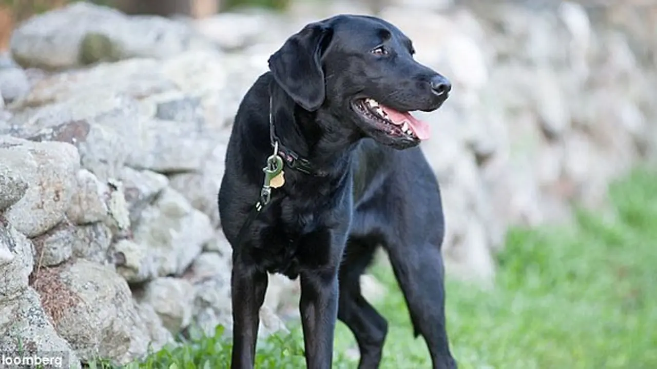 Selma - Anjing Labrador Hitam
