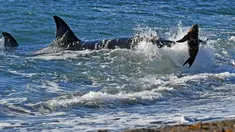 Paus pembunuh atau orca mengincar seekor anak singa laut di tepi pantai Punta Norte, Argentina, Selasa (17/4). Setiap tahunnya pada bulan Maret dan April, paus orcas berburu singa laut muda yang sedang belajar berenang. (AP/Daniel Feldman)