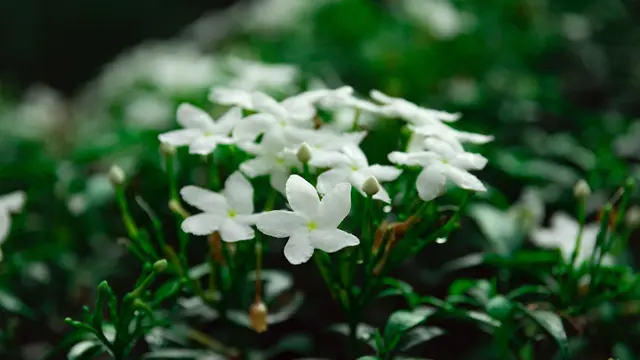 Ilustrasi bunga melati