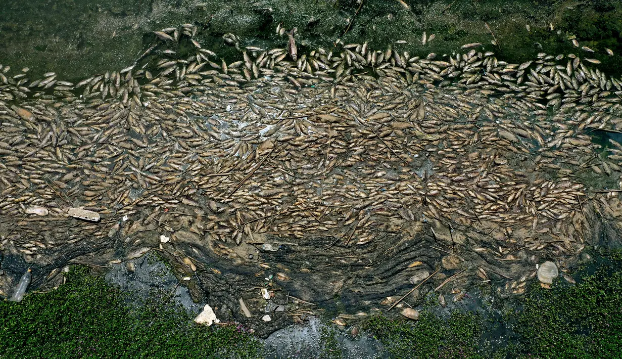 Gambar udara menunjukkan ikan mas mati mengambang di perairan waduk al-Qaraoun di Distrik Beqaa Barat, Lebanon pada 29 April 2021. Belum jelas penyebab kematian ikan di Danau Qaraoun, yang menurut beberapa nelayan setempat belum pernah terjadi sebelumnya dengan jumlah sebesar ini. (JOSEPH EID / AFP)