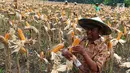 Seorang petani memanen jagung di Tuban, Jawa Timur, Jumat (9/3). Jagung tersebut dihargai Rp 3.000 - Rp 3.200 per kilogram. (Liputan6.com/Angga Yuniar)