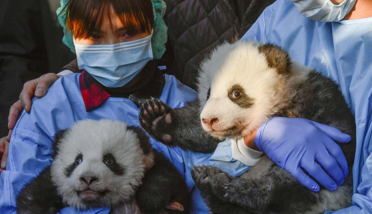 pertandingan namakan anak panda