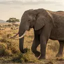 Botswana Izinkan Perburuan 23 Gajah untuk Perayaan Hari Kemerdekaan