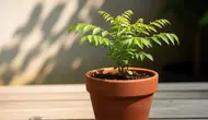 Cara Membuat Tanaman Tumbuh Subur di Pot Kecil, Ini Kunci Perawatannya