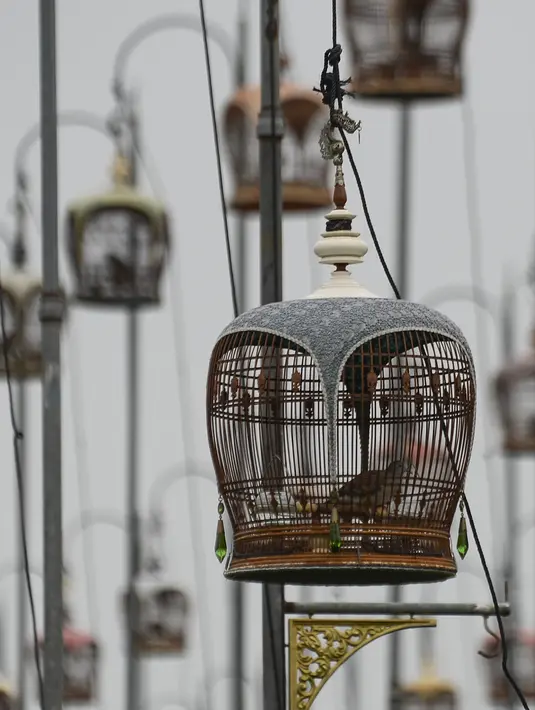 Burung dalam kandang saat mengikuti kontes burung berkicau di Provinsi Narathiwat di Thailand selatan (22/9/2019). Lebih dari 1.800 burung dari Thailand, Malaysia, dan Singapura mengambil bagian dalam kontes tahunan. (AFP Photo/Madaree Tohlala)