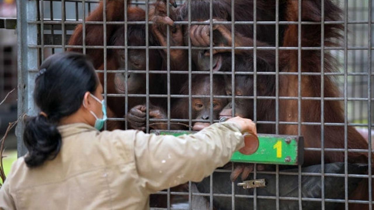 Menengok bayi orang utan selamat dari kebakaran hutan Palangkaraya